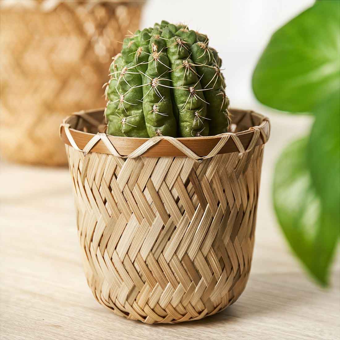 گلدان ایکیا مدل IKEA KLYNNON سایز 9 سانتی متر